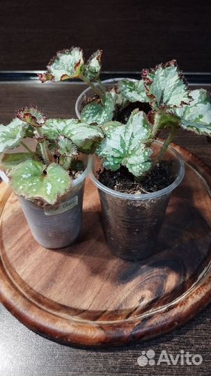 Бегония декоративно лиственная