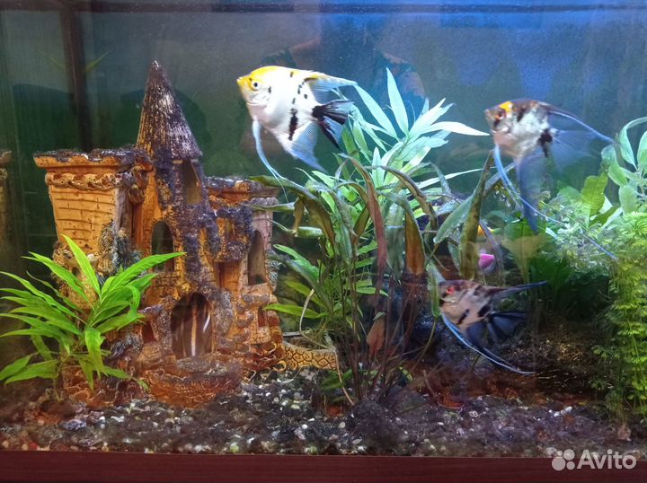 Аквариум