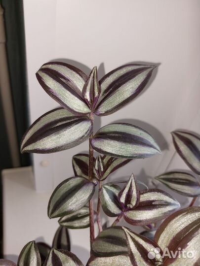Комнатный цветок-Традесканция