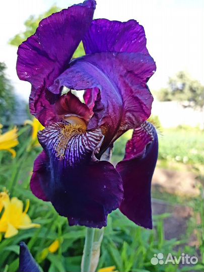 Ирисы бородатые