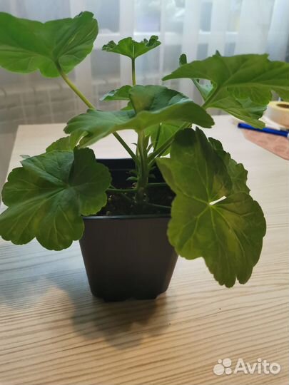 Розебудная красная пеларгония (герань)