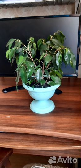 Крассула - толстянка, фикус Бенджамина