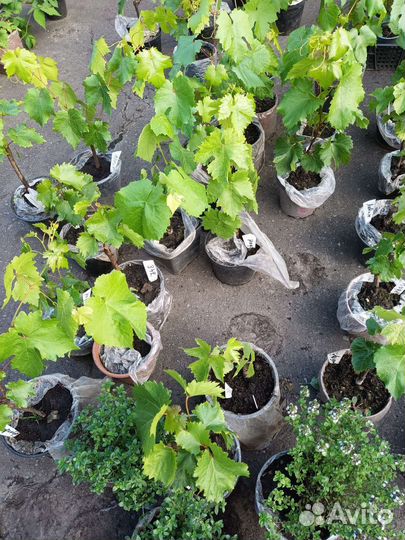 Саженцы винограда