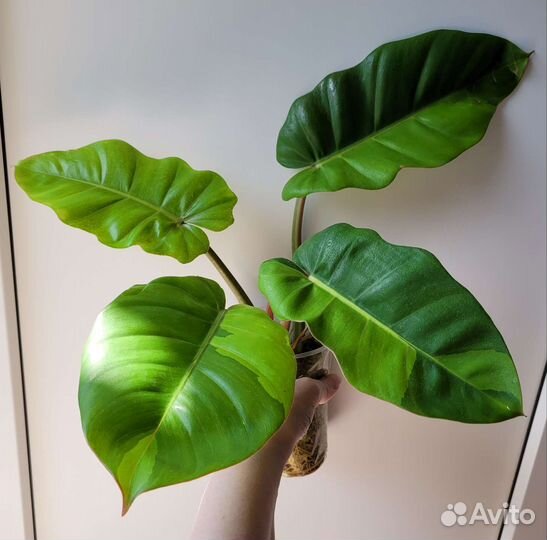 Филодендрон Пин тонг и другие Ароидные