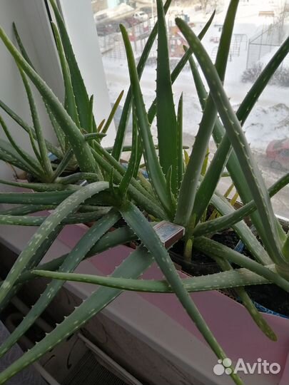 Алоэ вера и столетник