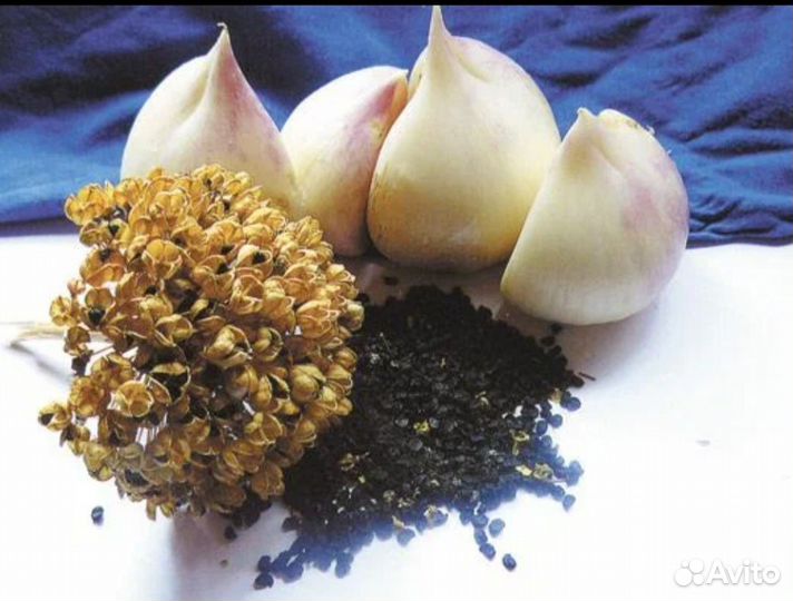 Семена лука Суворова,Анзур