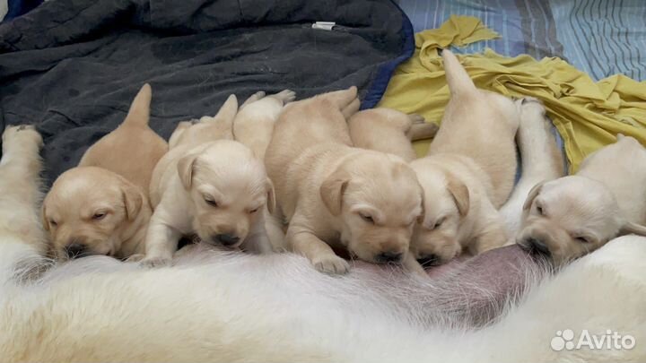Продам лабрадора-девочку