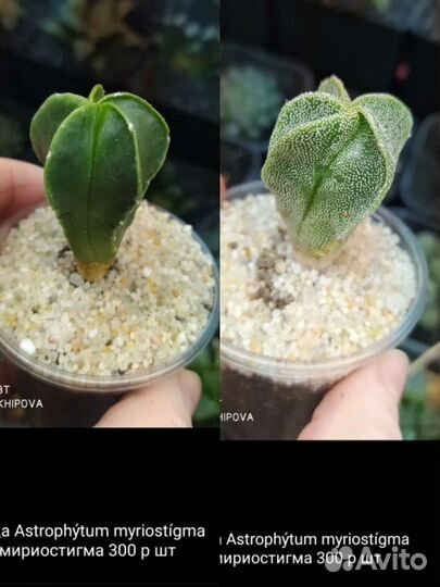 Хавортии, Кактусы, суккуленты