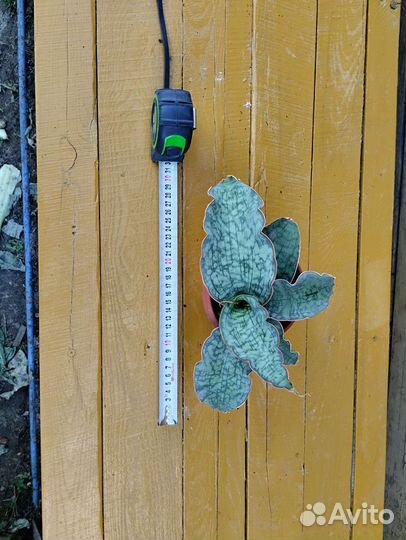 Сансевиерия Кирки сильвер блю