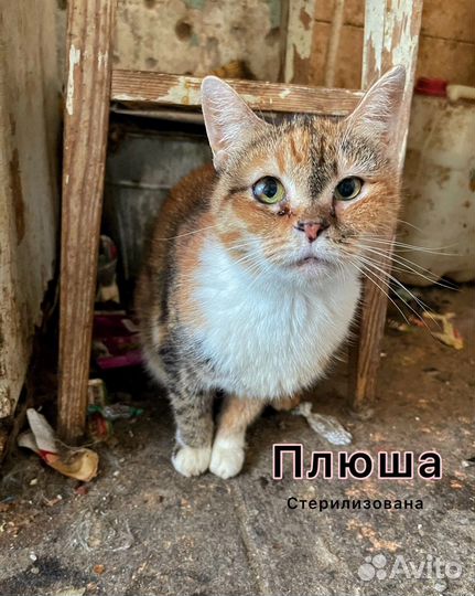 Нежная кошка погибает в адской квартире