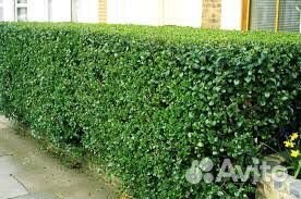 Кустарник бирючина и виргинский можжевельник