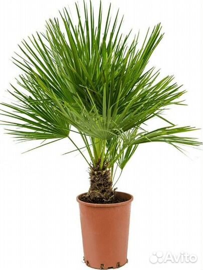 Семена пальмы Трахикарпус/Хамеропс