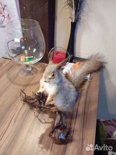 Чучело белки. Имитация