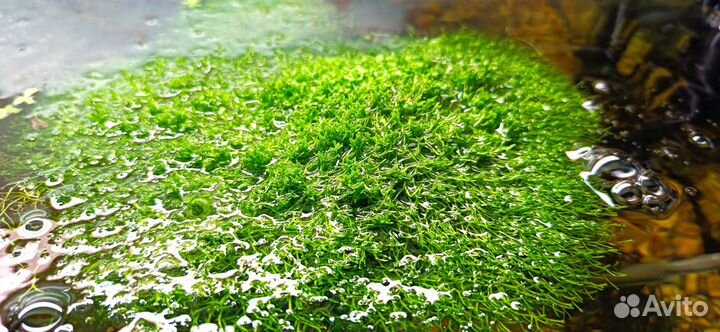 Гуппи и растения (мхи, риччия, роголистник)