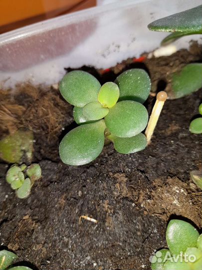 Толстянка. Денежное дерево