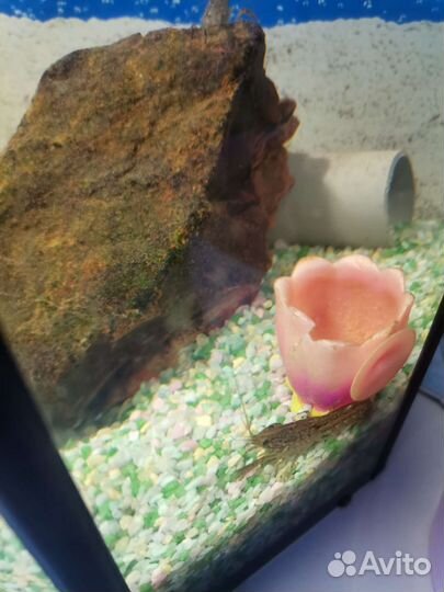 Декоративные раки