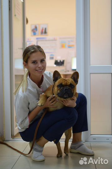 Передержка собак в домашних условиях