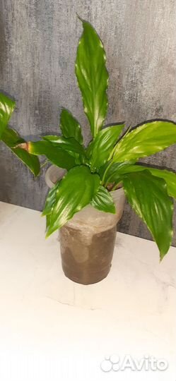 Калла белая ,женское счастье