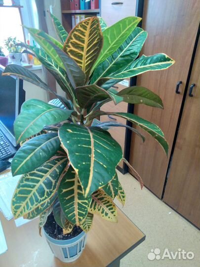 Продам цветы комнатные