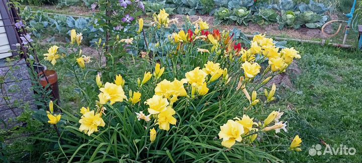 Саженцы многолетников для сада