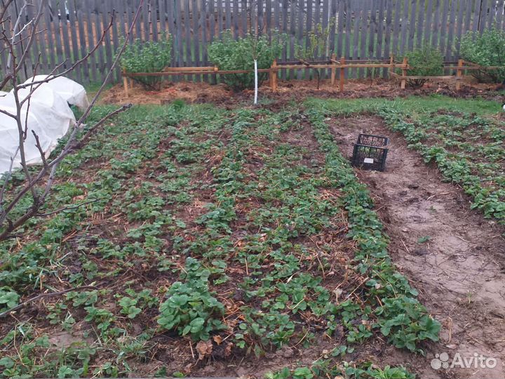 Продам усы клубники