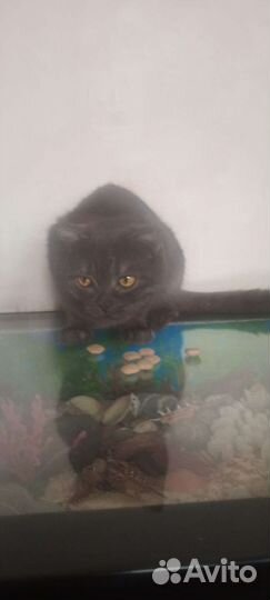 Кошка вислоухая