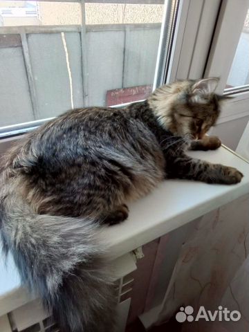 Кошка сибирская объявление продам