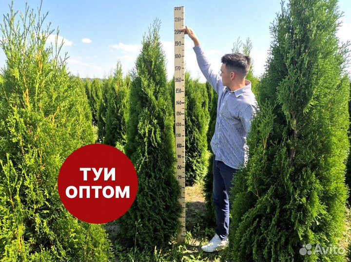 Туя смарагд рост 206 см /опт 150 шт