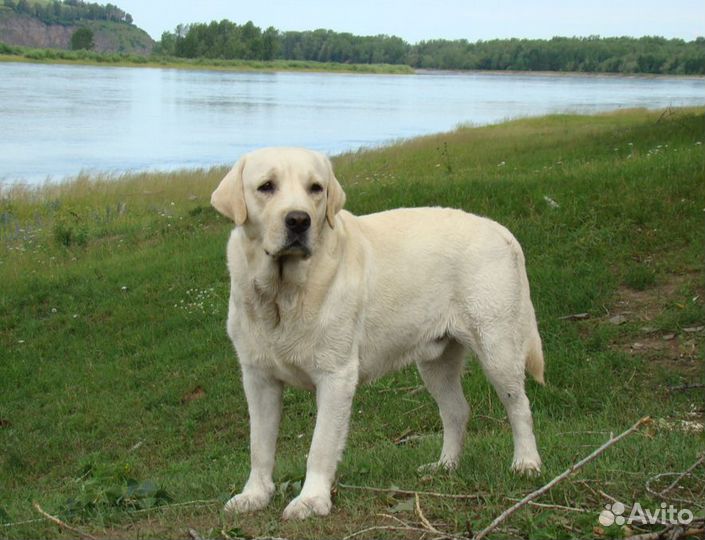 Щенки лабрадора ретривера
