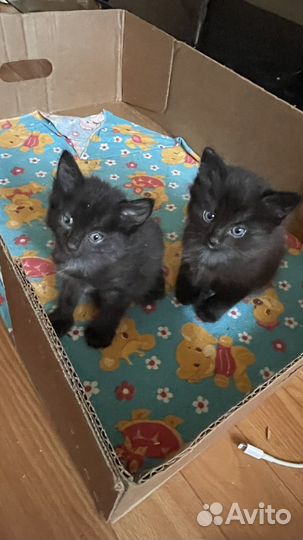 Котята в добрые руки мальчики черные
