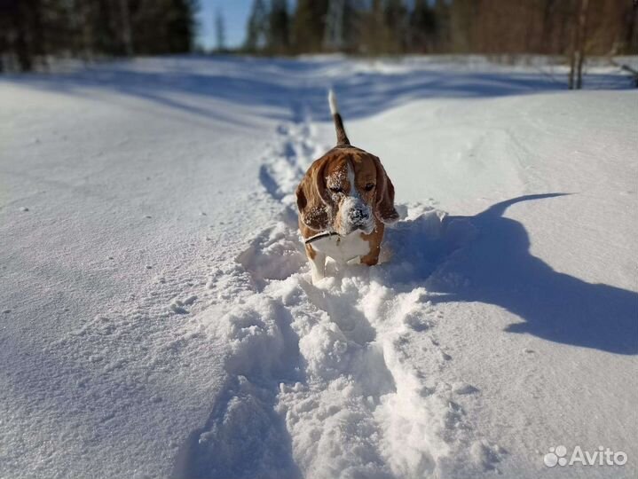 Бигль вязка