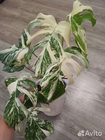 Монстера альба