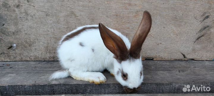 Немецкий пестрый великан