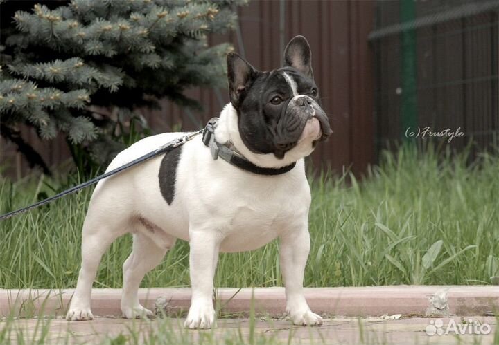 Кобель для вязки, кобели Чемпионы