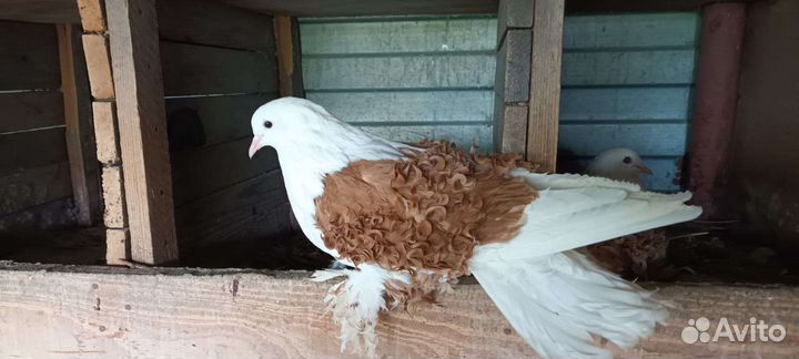 Голуби кучерявые