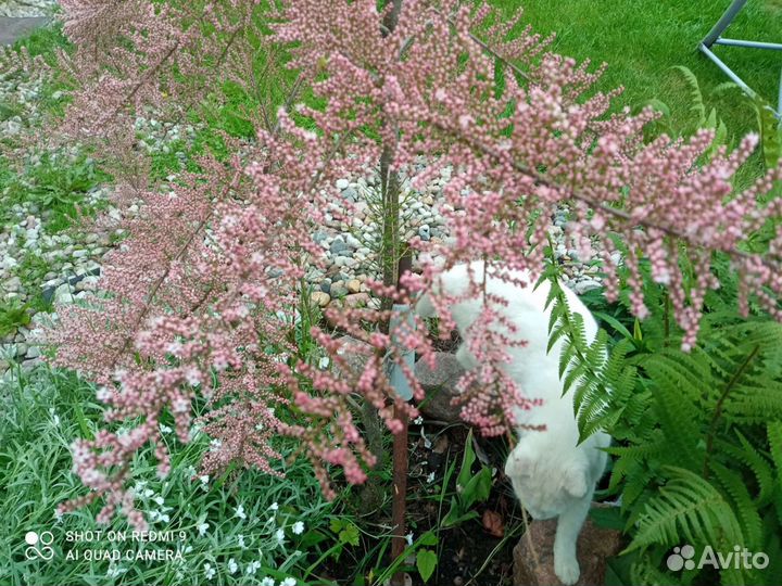 Тамарикс, он же Божье дерево