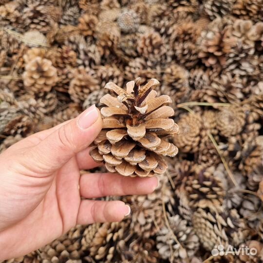 Шишки крымские, в ассортименте