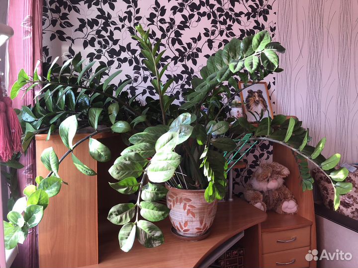 Продам цветы комнатные