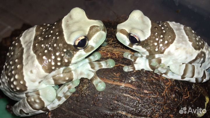 Передержка животных