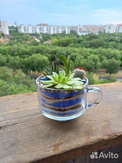 Флорариум суккуленты