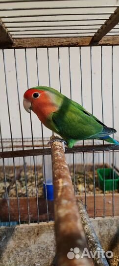 Волнистый попугай и кореллы