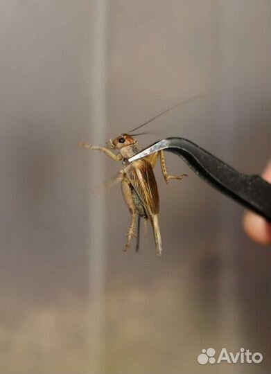 Корм для рептилий. Сверчки, зоофобус, мучной червь