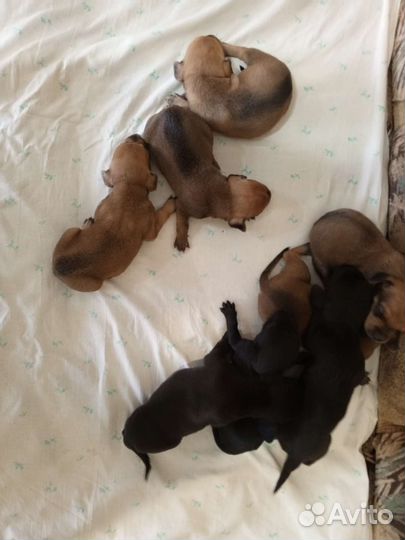 Щенки таксы