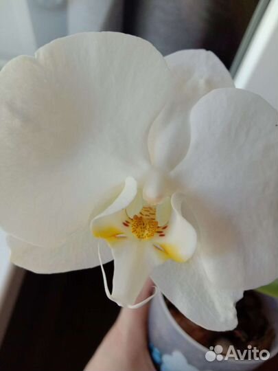 Орхидея фаленопсис