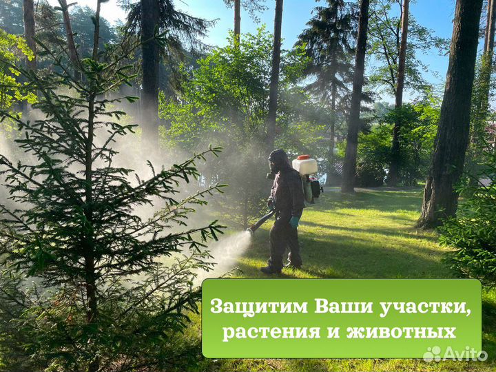 Уничтожение клещей и короеда. Сезонная обработка