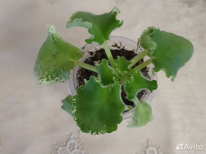 Детки фиалки Радужный ветер