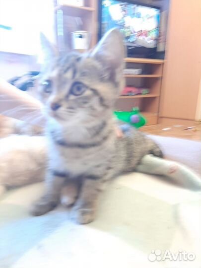 Котята отдам бесплатно