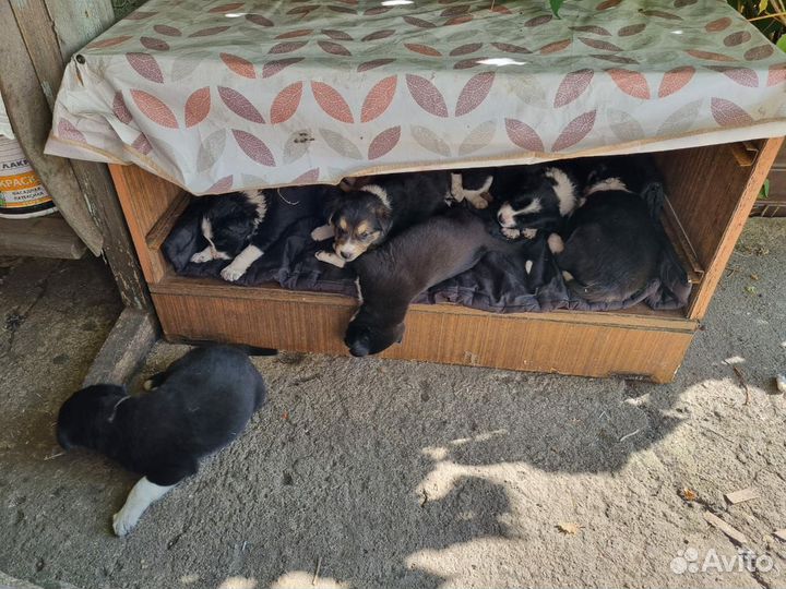 Собака в добрые руки