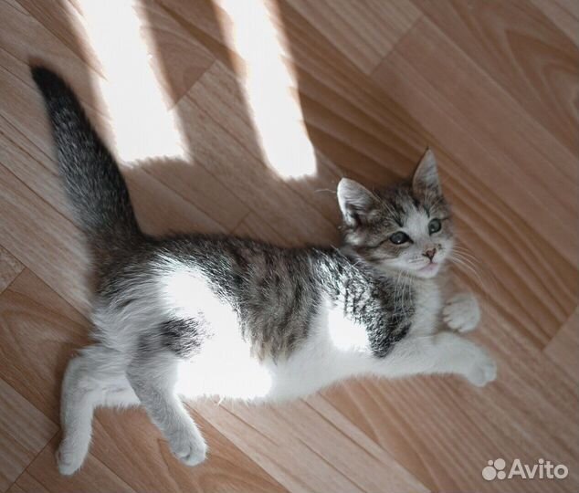 Котята 3 месяца