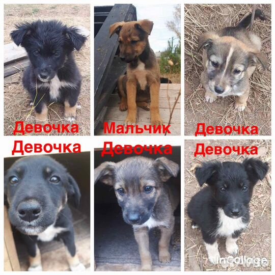 Щенки ждут вас в приюте
